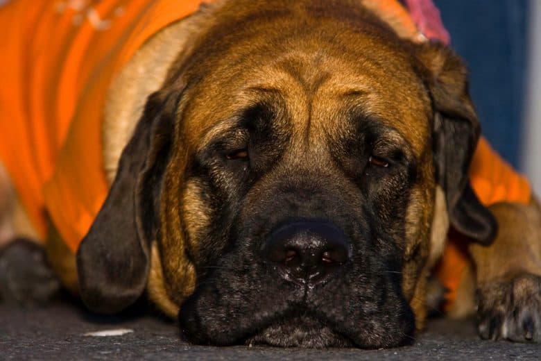 an English Mastiff in a sleepy position
