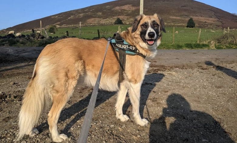 a large Anatolian Shepherd on a walk