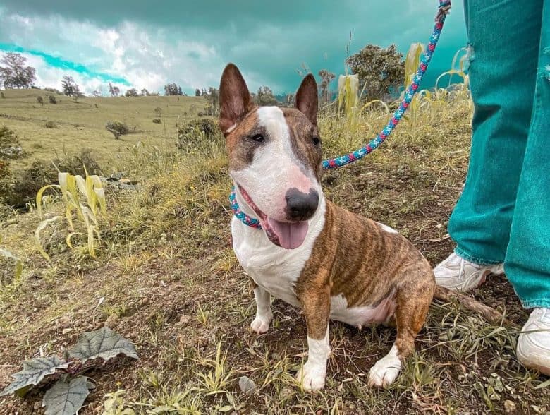 a Bull Terrier sitting with owner