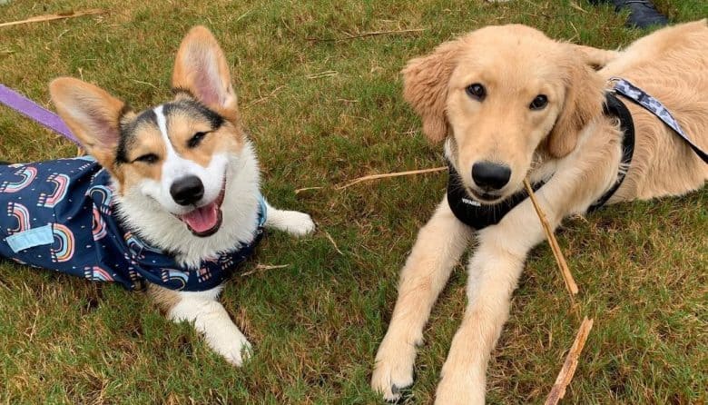 a Corgi grinning and her boyfriend Golden Retriever puppy