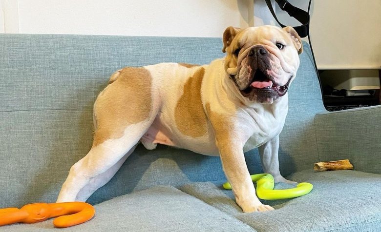 an English Bulldog sitting on a couch happily