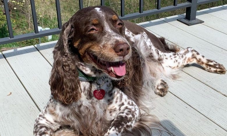 An English Springer Spaniel laying on a wooden floor