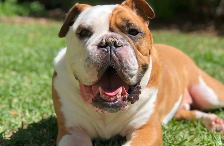 an Olde English Bulldogge laying on the grass happily