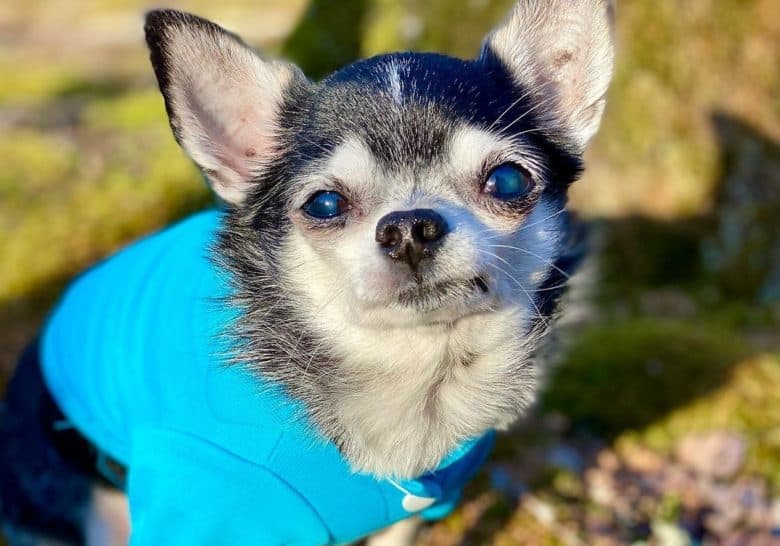 a Senior Chihuahua wearing an aqua shirt and sitting outdoors