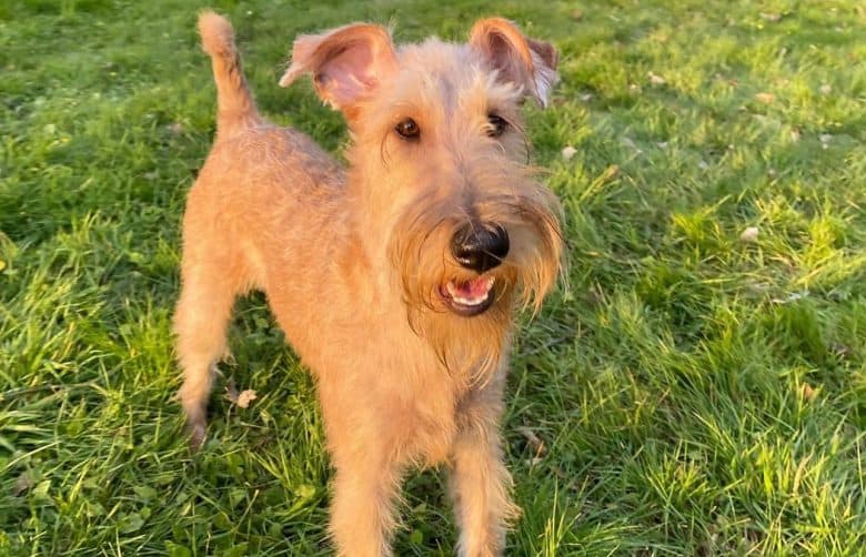 an Irish Terrier puppy standing on a grass field
