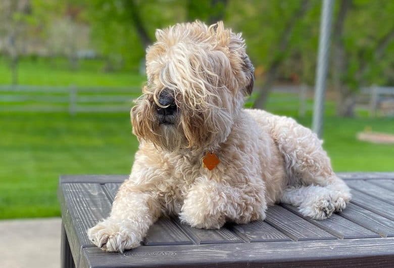 a Soft-Coated Wheaten Terrier laying on a wood bench