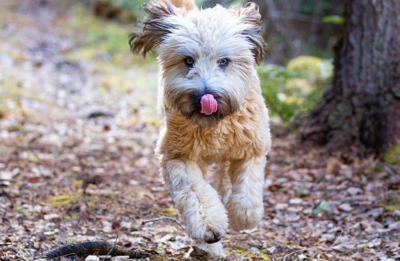 a Soft-Coated Wheaten Terrier running widly