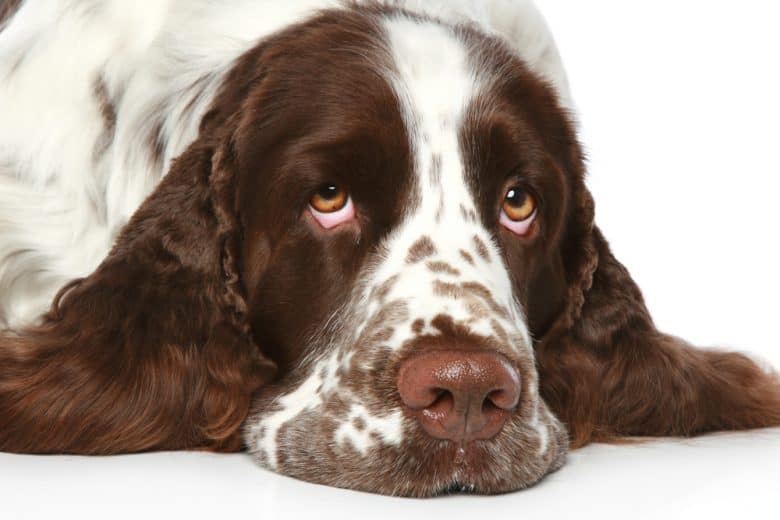 a close up image of a Springer Spaniel laying sadly
