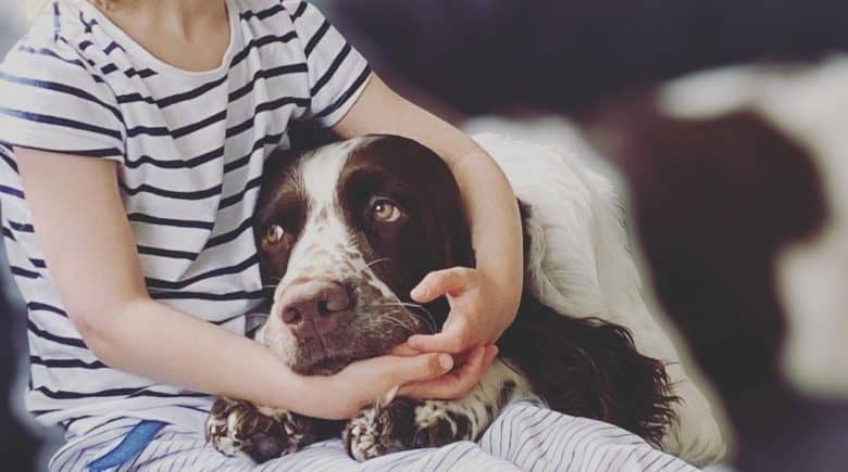 a Springer Spaniel being cuddled by a child