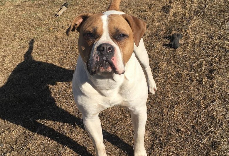 an American Bulldog standing on dirt under the sun