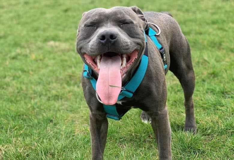 a Staffordshire Bull Terrier looking so happy while playing