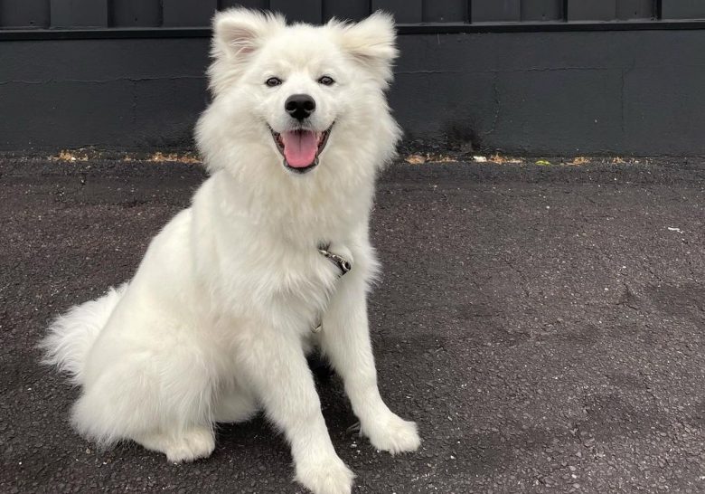a lovable American Eskimo sitting on the pavement