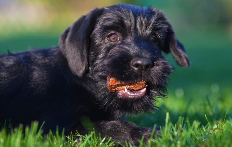 Standard Schnauzer dog chewing snacks