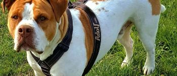 an Olde English Bulldogge standing on the grass field