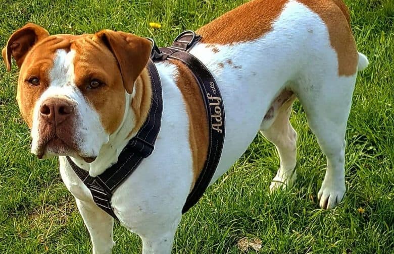 Is the Olde English Bulldogge the right breed of dog for me K9 Web