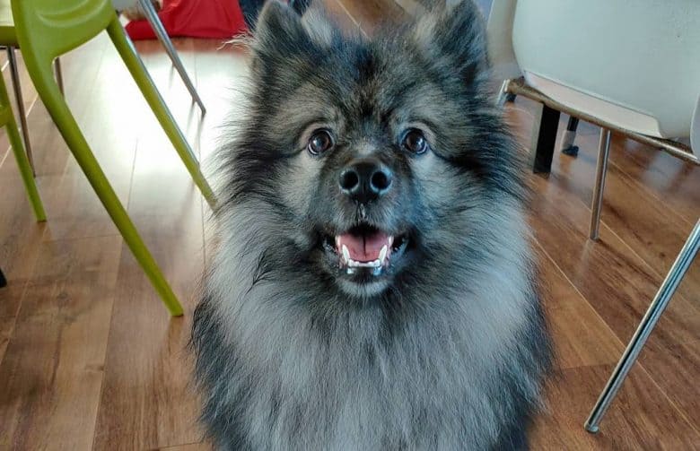 a Keeshond sitting while mouth is open