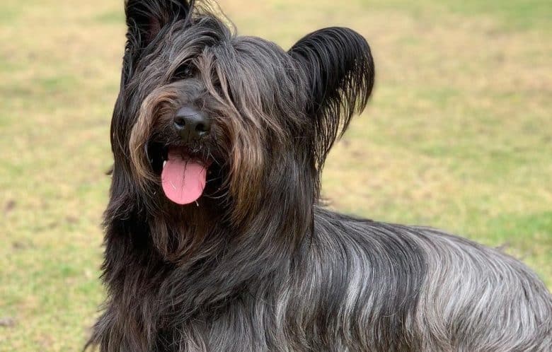 a Skye Terrier with tongue out