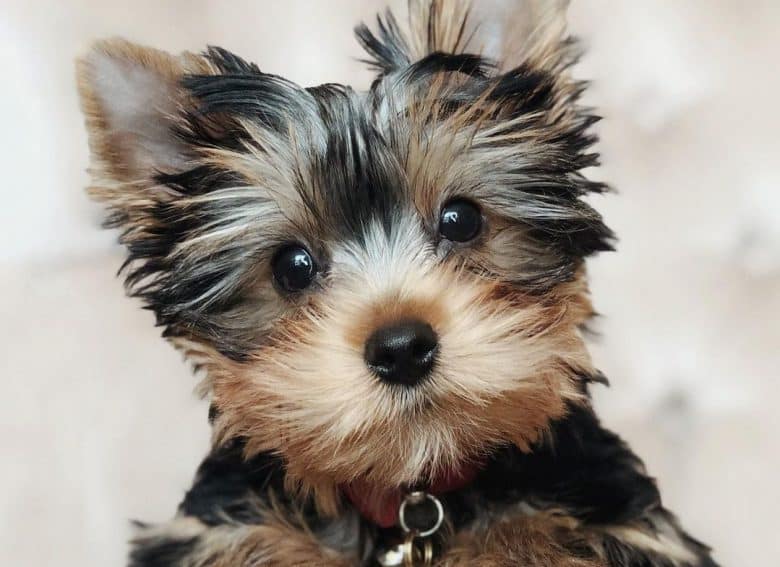 a close-up image of a wide-eye Yorkie puppy