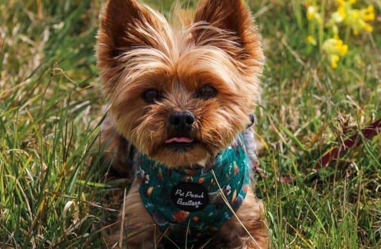 a Yorkshire Terrier wearing a beautiful harness while laying on the grass