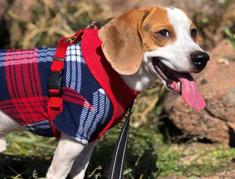 a Teacup Beagle wearing plaid shirt and standing on a rock