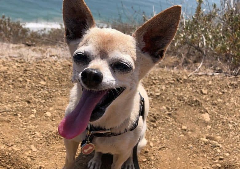 a Teacup Chihuahua showing its long tongue