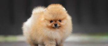 a cute Teacup Pomeranian standing