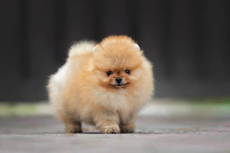 A cute Teacup Pomeranian standing outdoors
