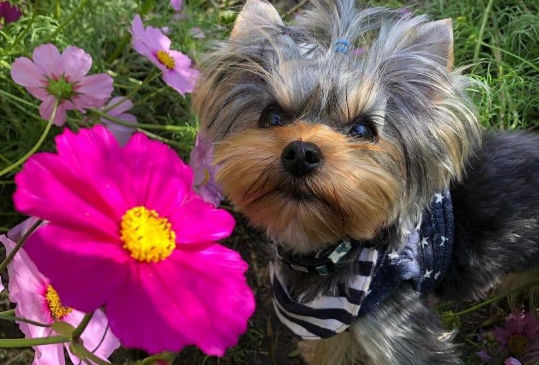 a Teacup Yorkie sniffing a pink flower