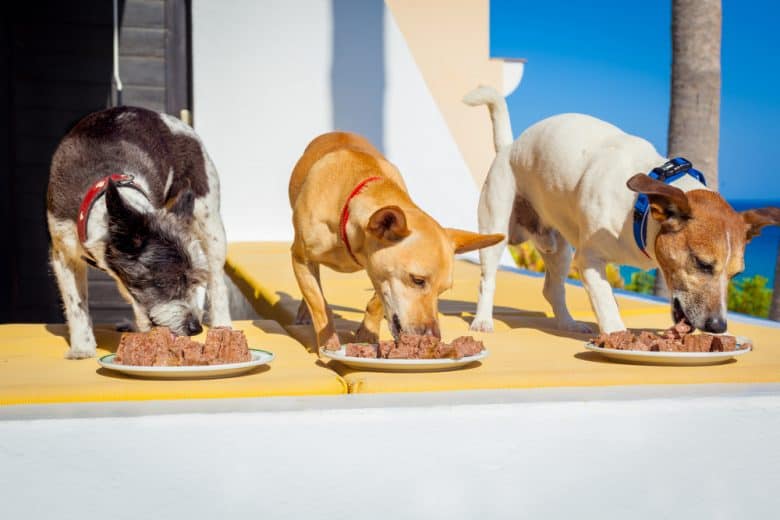 Three healthy dogs eating wet dog food on a porch