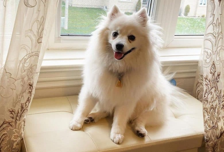 A Toy American Eskimo sitting near a window