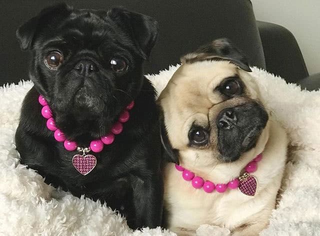 Two adorable Pugs with both pink necklace