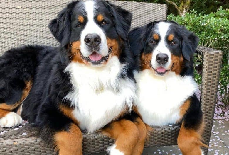 two Bernese Mountain dog laying on a big chair