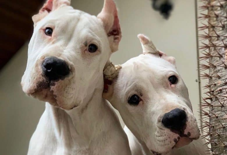 Two adorable Dogo Argentino looking down