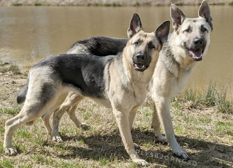 Two East-European Shepherds on a stroll