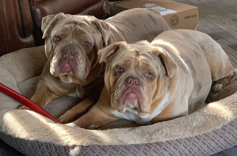 Two Olde English Bulldogge laying on a dog bed