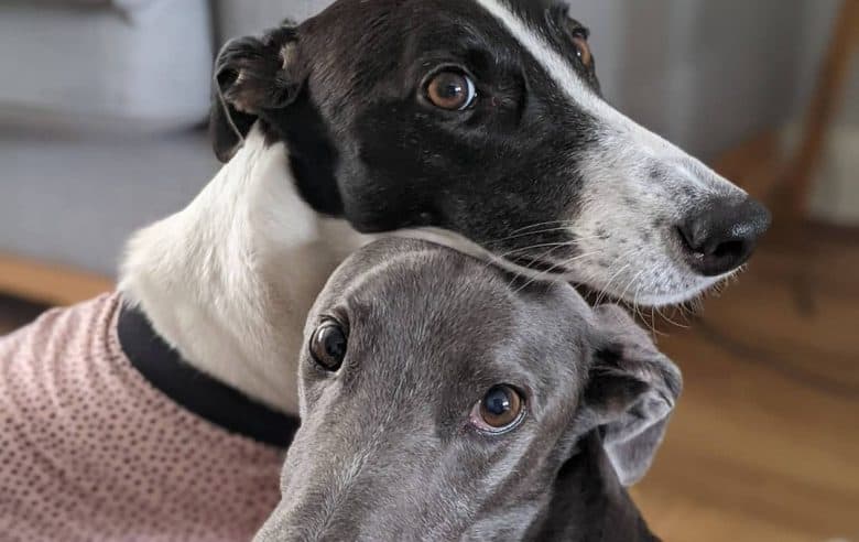 Greyhounds wearing sweater
