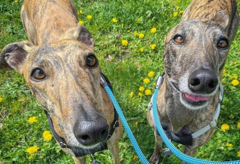 Two Brindle Greyhounds looking up and standing on the grass