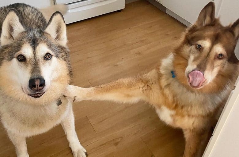 Two native American Indian dog being playful