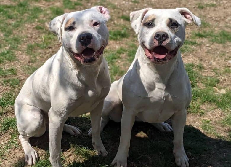 two happy American Bulldogs sitting