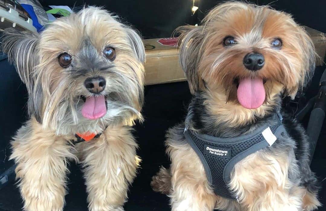 Yorkie Colors The Standard & Rare Yorkie Coat Colors K9 