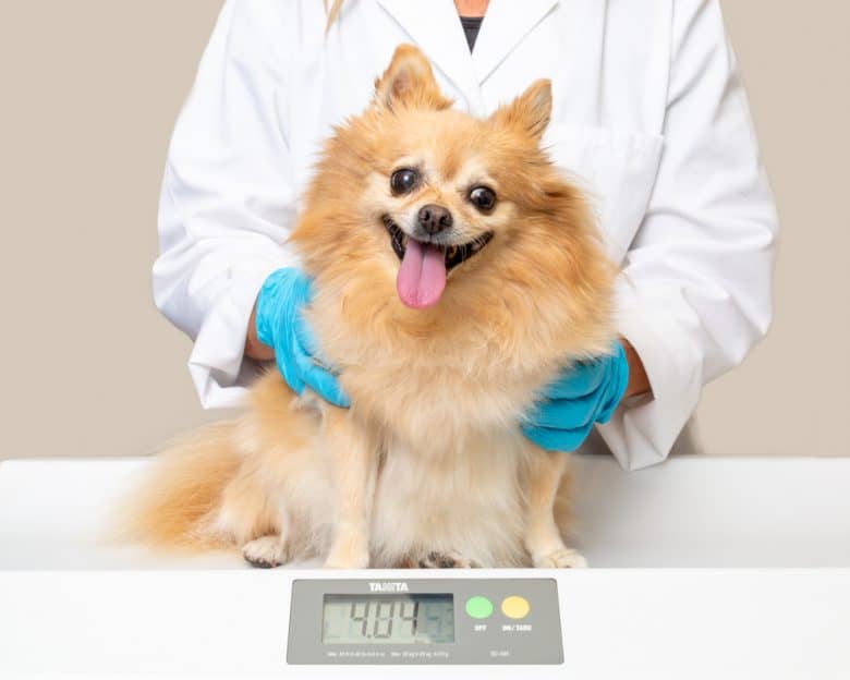 a smiling Pomeranian sitting in a scale being held by a vet