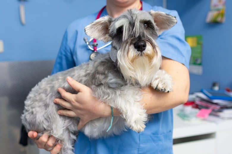 Veterinarian carried Schnauzer dog for consultation