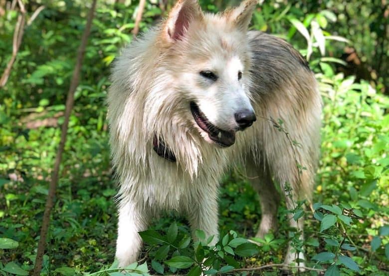 a German Indian dog walking in a forest with wet fur