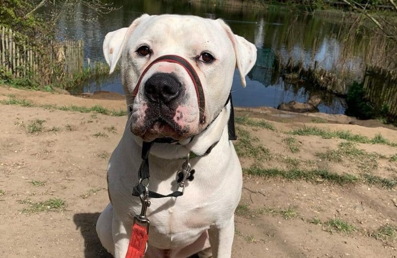 an American Bulldog wearing a dog muzzle sitting down