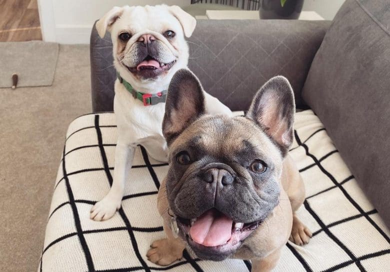 A white and fawn Pugs sitting on a couch