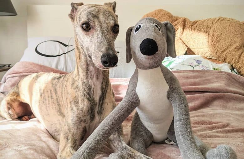 a Whippet with its whippet toy