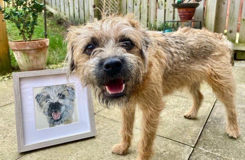 a Border Terrier happily smiling with a painting