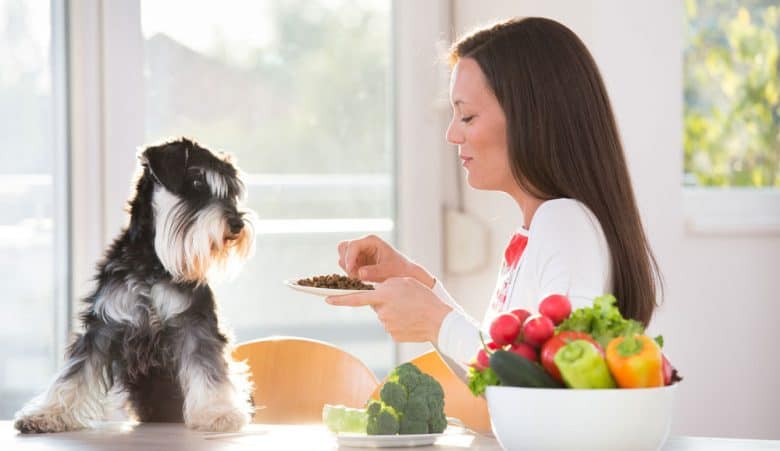 Woman feeding Miniature Schnauzer dog with food pellets