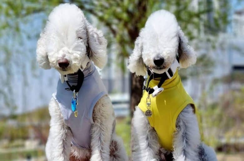 two adorable Bedlington Terrier wearing blue and yellow harness sitting