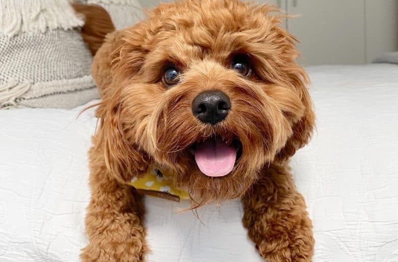 a Cavapoo with curly hair smiling